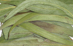 Eucalyptus Leaves